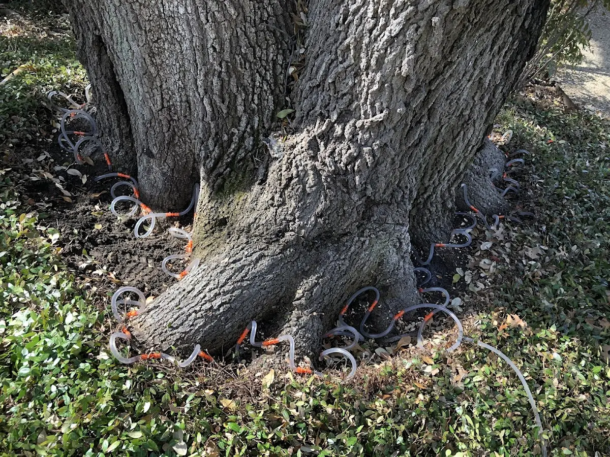 Detailed Shrub and Hedge Trimming job site in La Feria